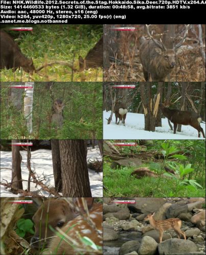 NHK Wildlife - Secrets of the Stag: Hokkaido Sika Deer (2012) 720p HDTV x264-MVGroup
