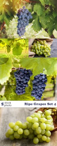 Photos+-+Ripe+Grapes+Set+4