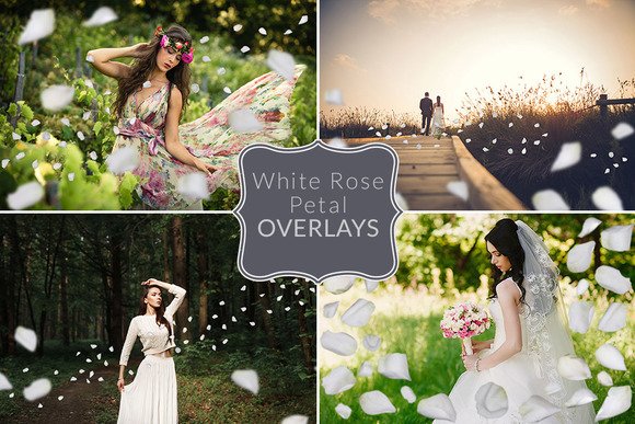 CreativeMarket - White Rose Petal Overlays