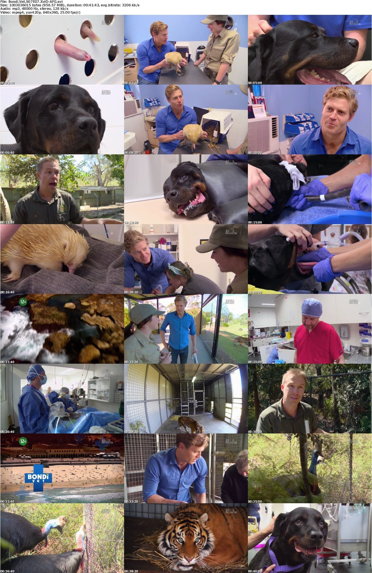 Bondi Vet S07E07 XviD-AFG