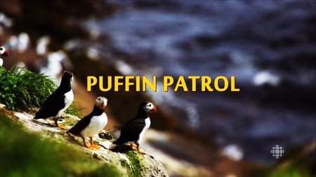 CBC - The Nature of Things: Puffin Patrol (2015)