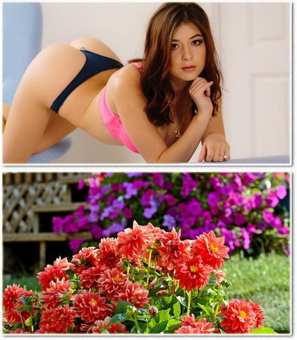 Wallpapers on a desktop 828