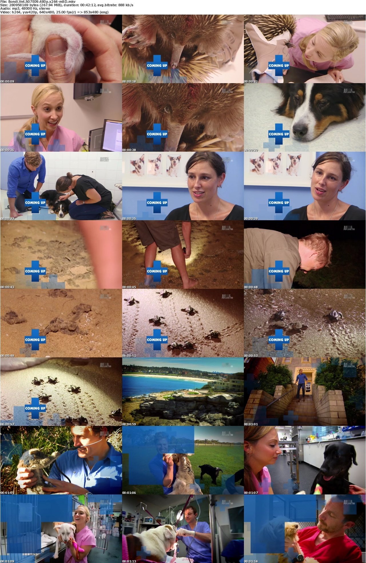 Bondi Vet S07E09 480p x264-mSD