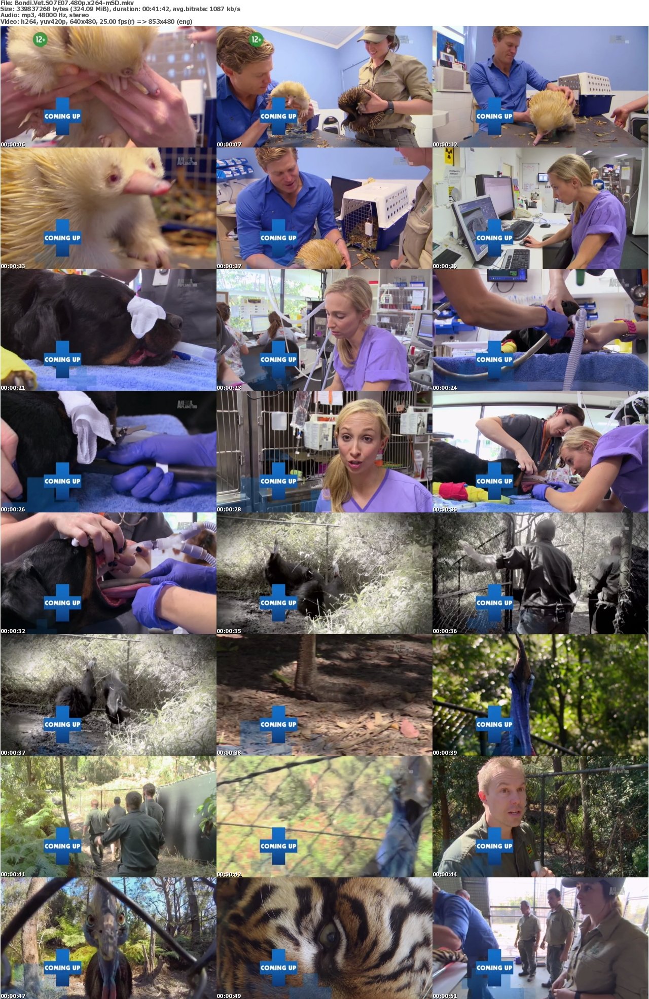 Bondi Vet S07E07 480p x264-mSD