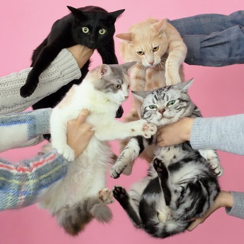 Kinoko Teikoku - Neko to Allegry (2015)