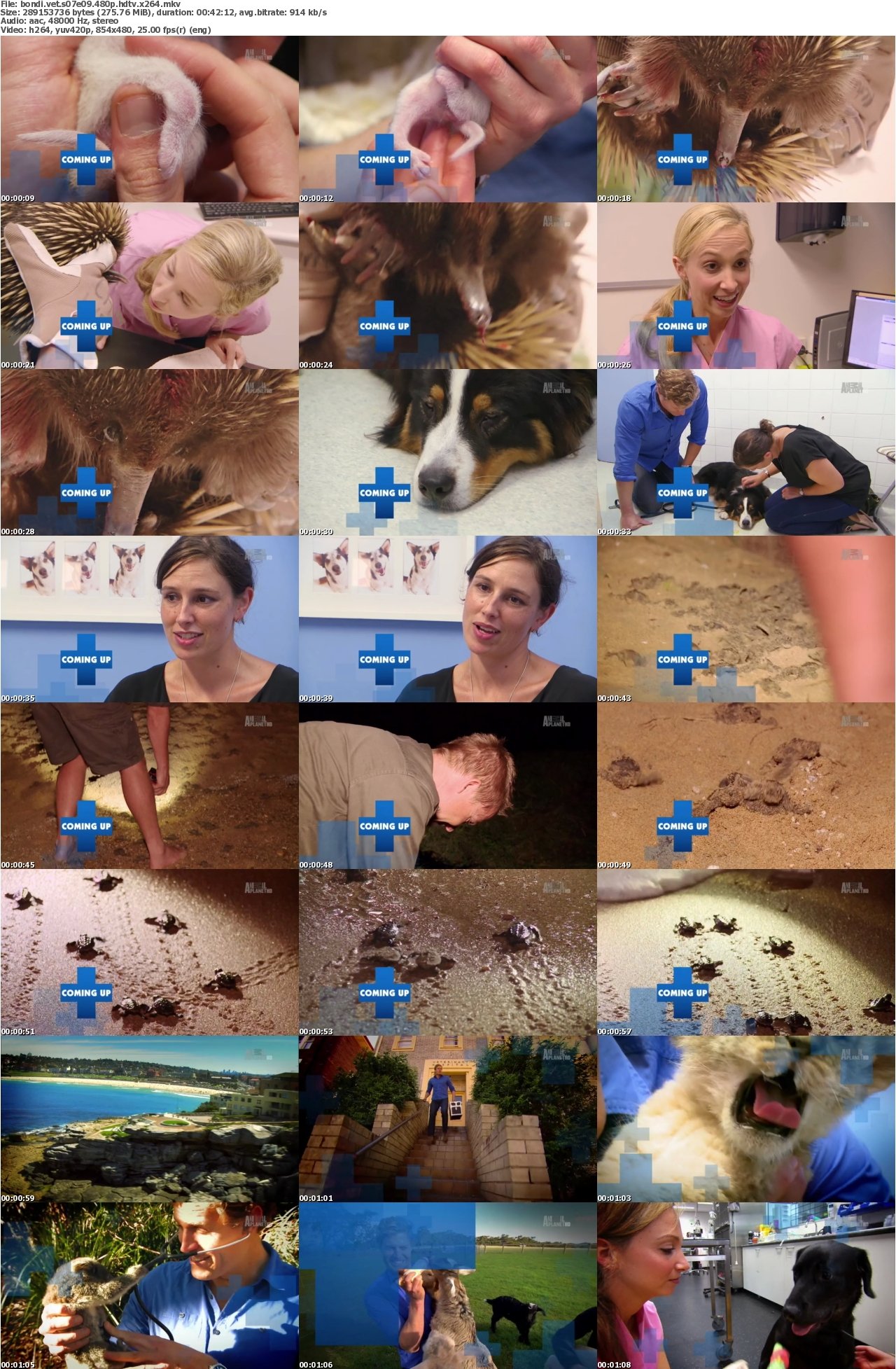 Bondi Vet S07E09 480p HDTV x264