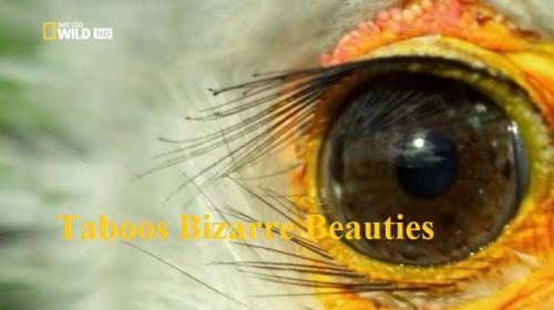 National Geographic - World's Weirdest: Animal Taboos Bizarre Beauties (2015) 720p HDTV x264-SQUEAK