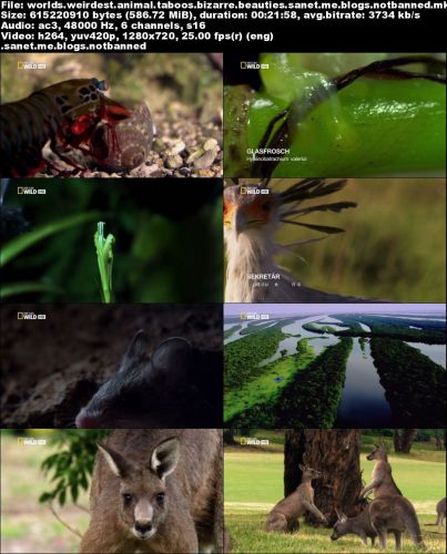 National Geographic - World's Weirdest: Animal Taboos Bizarre Beauties (2015) 720p HDTV x264-SQUEAK