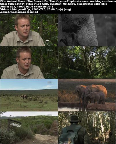 Animal Planet - Seach for the Knysna Elephants (2015) 720p HDTV x264-CBFM
