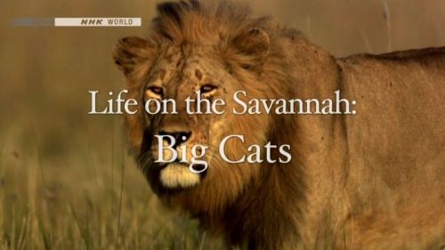 NHK Wildlife - Life on the Savannah: Big Cats (2010) 720p HDTV x264-MVGroup