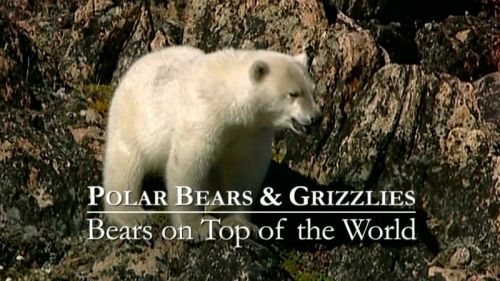 BBC Natural World - Bears on Top of the World (2009)