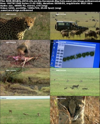 NHK Wildlife - Life on the Savannah: Big Cats (2010) 720p HDTV x264-MVGroup