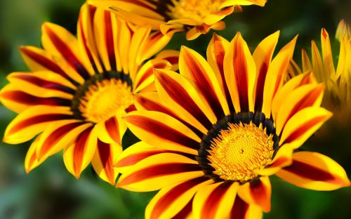 Flowers