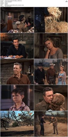 Bonanza S01 14 DVDRip XviD x264-SCENE
