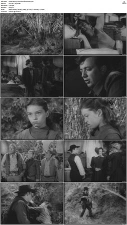 Wagon Train S01-S08 DVDRip XviD-cOOt