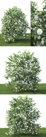 3dsky - Viburnum 1625778 - 3D Model
