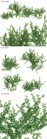 3dsky - Ficus pumila – Creeping Fig – Climbing fig 4917265 - 3D Model