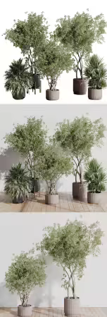 3dsky - indoor plant set 408 plant tree palm bush concrete dirt vase vray 5584841 - 3D Model