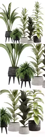 3dsky - indoor plant Set 12 3930528 - 3D Model
