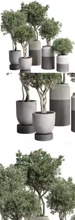 3dsky - Collection Indoor plant 189 concrete dirt vase pot Tree 3985064 - 3D Model