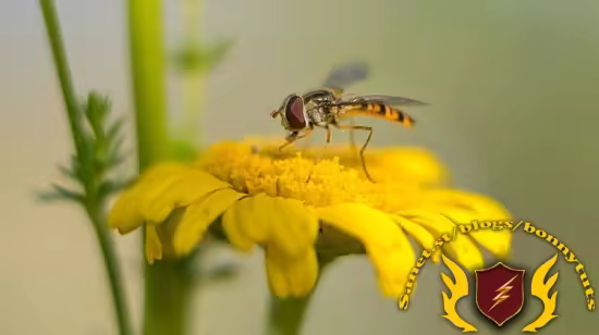 Wildlife Gardening - Create a thriving UK garden for nature