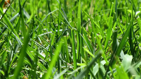 Beginner'S Guide To Lawn Care And Turfgrass Management