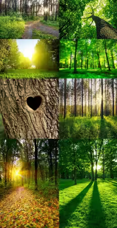 Magical Forest