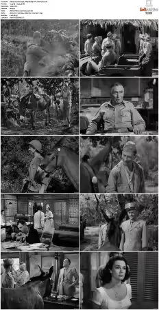 Francis 1950 1080p BRRip AAC x265-XBiTs