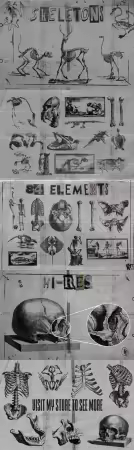 Skeletons - 80+ PNG Elements