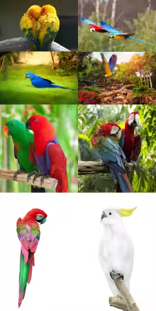 Parrots