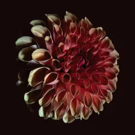 Jessica Moss - Unfolding (2025)