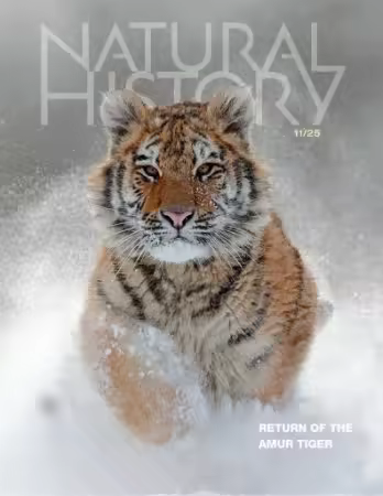 Natural History - November 2025