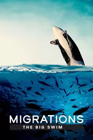 Migrations The Big Swim 2020 1080p BluRay H264-World