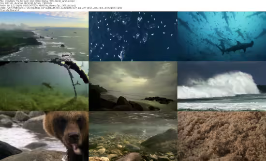 Migrations The Big Swim 2020 1080p BluRay H264-World