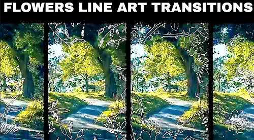 MA Flowers Line Art Transition 3922507 - Project for After Effects