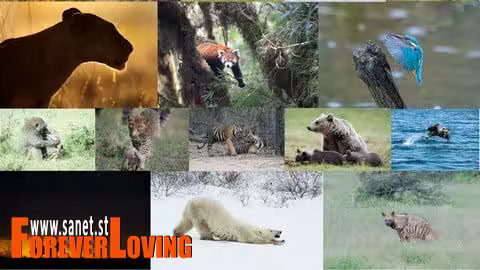 The Ultimate Beginners Guide To Wildlife Photography