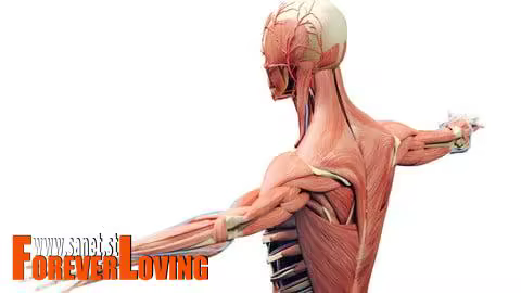 Pediatrics: Diseases Of The Musculoskeletal System