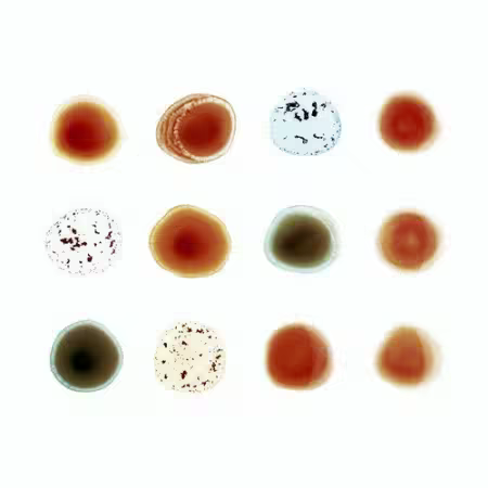 Peter Gabriel - Scratch My Back / And I’ll Scratch Yours (2013)[FLAC]