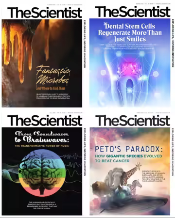 The Scientist - Full Year 2025 Collection