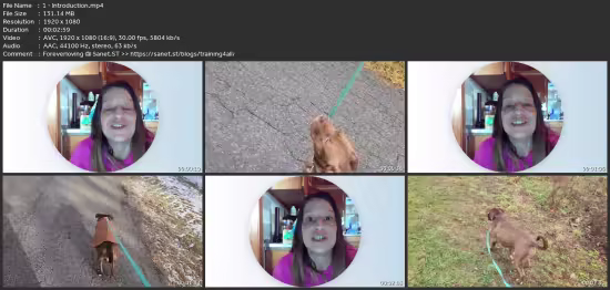 30-Day Calm Walking Challenge (Dog Training)