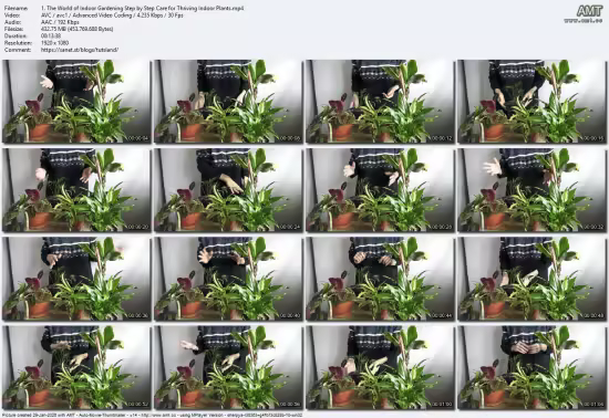 Houseplant Guide: Care, Watering, and Styling Tips