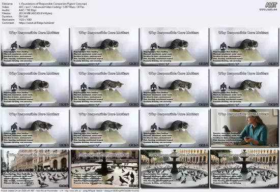 Pet Pigeon Care: Health, Housing, Nutrition, and Welfare
