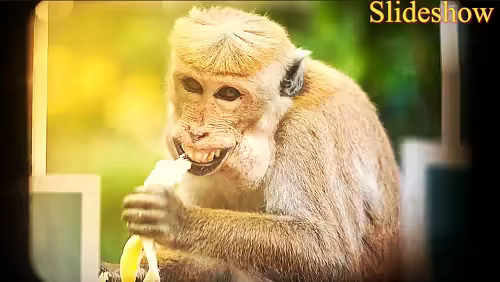 MA Slideshow 258398 - Project for After Effects