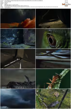Nightmares of Nature 2025 S02 2160p NF WEB-DL DDP 5 1 Atmos HDR10 H265-CHDWEB