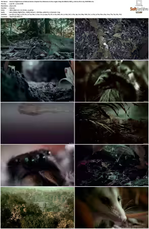 Nightmares of Nature 2025 S02 2160p NF WEB-DL DDP 5 1 Atmos DV H265-CHDWEB