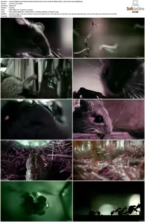 Nightmares of Nature 2025 S01 2160p NF WEB-DL DDP 5 1 Atmos DV H265-CHDWEB