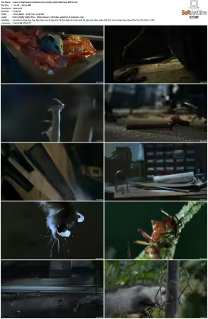 Nightmares of Nature 2025 S02 1080p WEB h264-EDITH