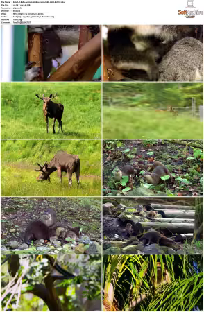 Baby Animals S01-S02 2160p WEB H265-BUSSY