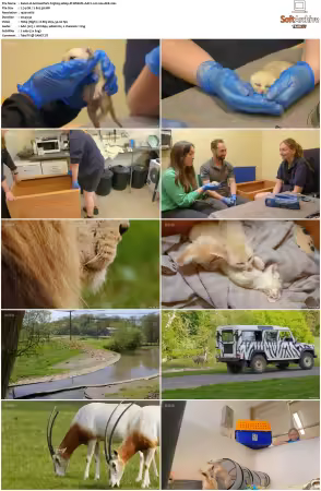 Animal Park S25 1080p iP WEB-DL AAC2.0 H264-AEK