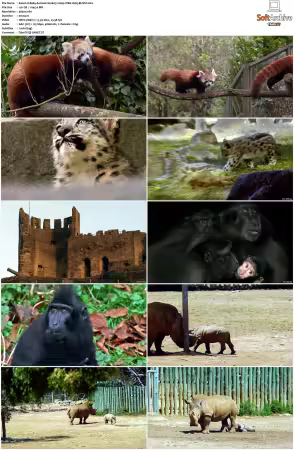 Baby Animals S01-S02 2160p WEB H265-BUSSY